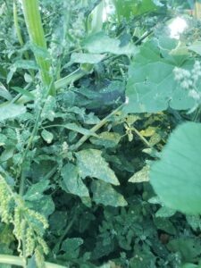 A small black acorn squash hidden behind squash leaves and some vining weeds overlaying the squash stems