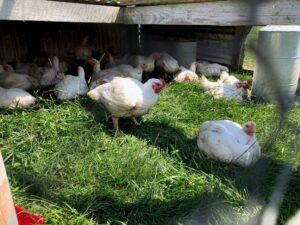 A very uniform flock of nearly grown broiler chickens rest on fresh grass in their chicken tractor,