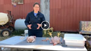 Amy Barkley of CCE shares how to eviscerate a chicken in one of the processing videos that was part of the virtual broiler field day.