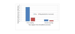 Latent infection (%) on strawberry tips and plug plant samples