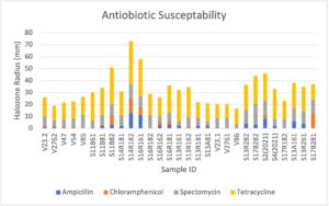 Stacked bar graph of antibiotic susceptibility measured from the halo-zone radius of P. sativum-associated rhizobia cultures plates affixed with antibiotic discs to each quadrant. Samples were cultured for 5 days, sealed in parafilm, in 28 degree Celsius oven. The antibiotics used were ampicillin (10mcmg), chloramphenicol (30mcmg), streptomycin (10mcmg), and tetracycline (30mcmg).