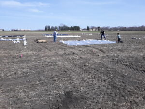 Experiemtal field with tarps being applied and weighed down with sandbags