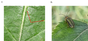Photos of asymptomatic leaf (F) and a leaf with an elm beetle present.