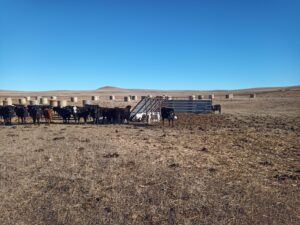 Sheep using A-frame windbreak in bale grazing area.