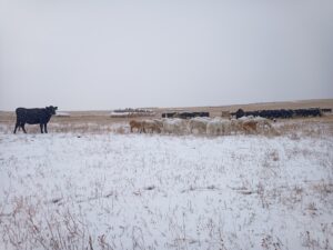 Multi-species bale grazing