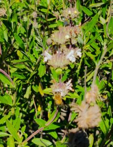 Bees on Sage flowers.