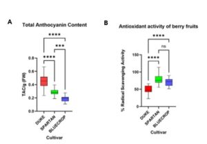 Boxplot showing blueberry cultivar differences in anthocyanin content and antioxidant activity