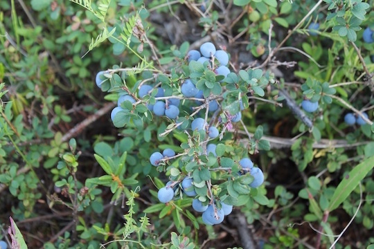 Bog Blueberries ready to pick