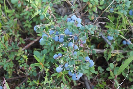 wild blueberry plant identification