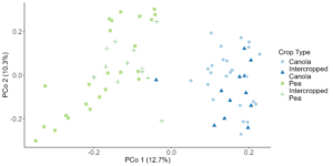 PCoA showing the difference between pea and canola microbial communities.