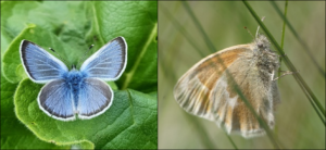 Silvery blue butterfly male