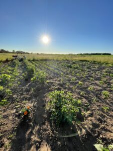 community garden, gardening