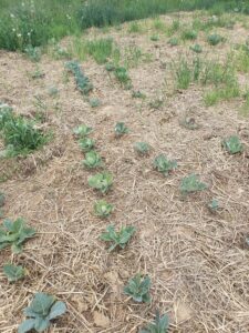 Rows of cabbage and brussels sprouts plants in bale residue with very little competition.
