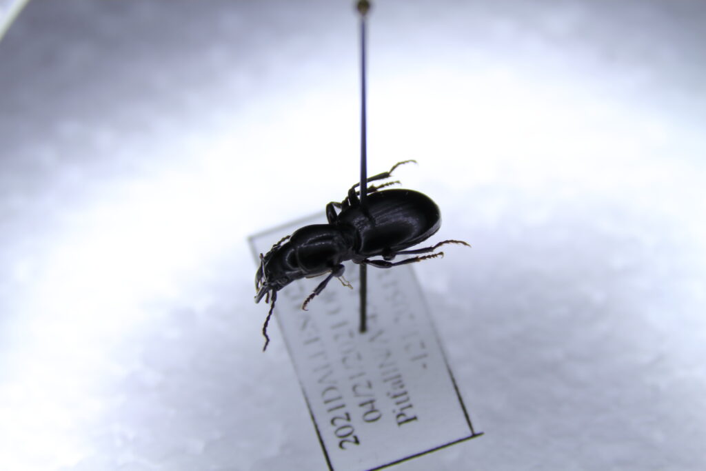 Carabid beetle on a pin.