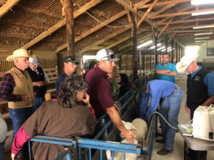 Dr. Reid Redden demonstrating carcass ultrasound technology