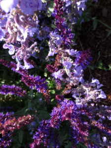 Catmint and salvia