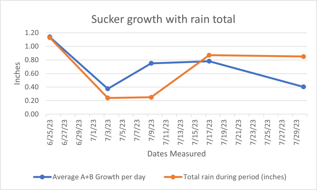 Chart of chestnut sucker growth and total rain between measurement periods.