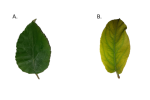 Illustrates asymptomatic (left) and chlorotic (right) apple leaves.