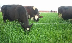 Choiniere cows strip grazing annual forage