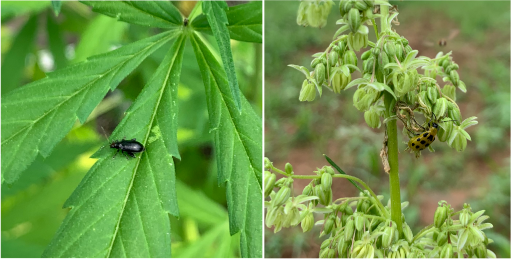 Leaf beetles