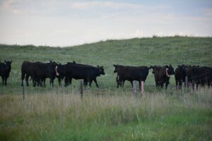 Cattle were collared with GPS tracking to assess the animals forage selectivity. 