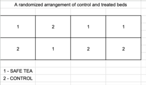 A randomized arrangement of control and treated beds