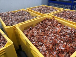 Post-processed lobster shell in a collaborator's processing plant.