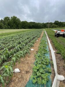 Corn laying down