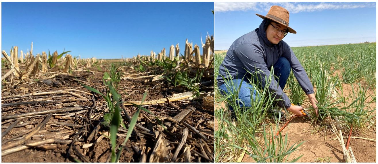 Cover crops in their early growth phase in October 2021 (left) and cover crop biomass sampling before their termination in April 2022 (right)