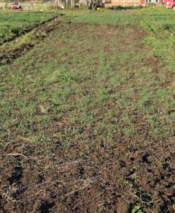 Crane-damaged plot in foreground and 1st planting in rear