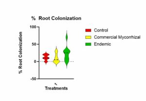 Figure 8 shows that there is no statistically significant difference in colonization roots of the parsley across treatments. There is a trend highest to lowest of endemic, control to commercial.