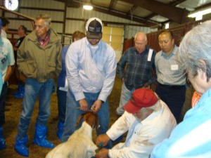 Goat hoof trimming demonstration