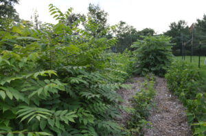 Several rows of trees in a nursery