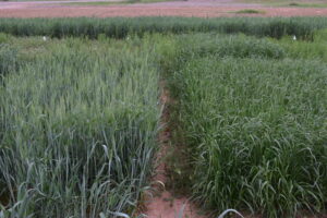 Annual winter wheat (left) and annual ryegrass (right) established in fall 2023.