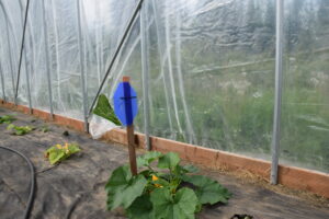 Pollinator attractant on zucchini