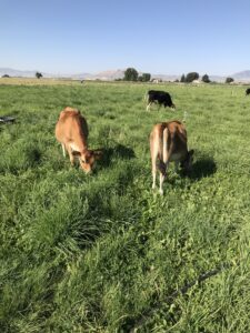 Jersey heifers grazing on project SW21-927