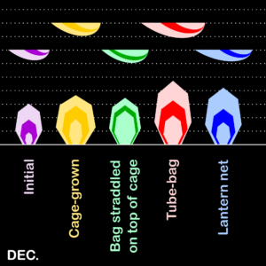 Shell Shape (december)