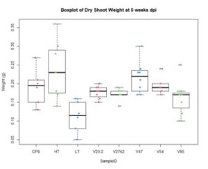 Boxplot of pea shoot dry weight by rhizobia species after early vegetative growth.
