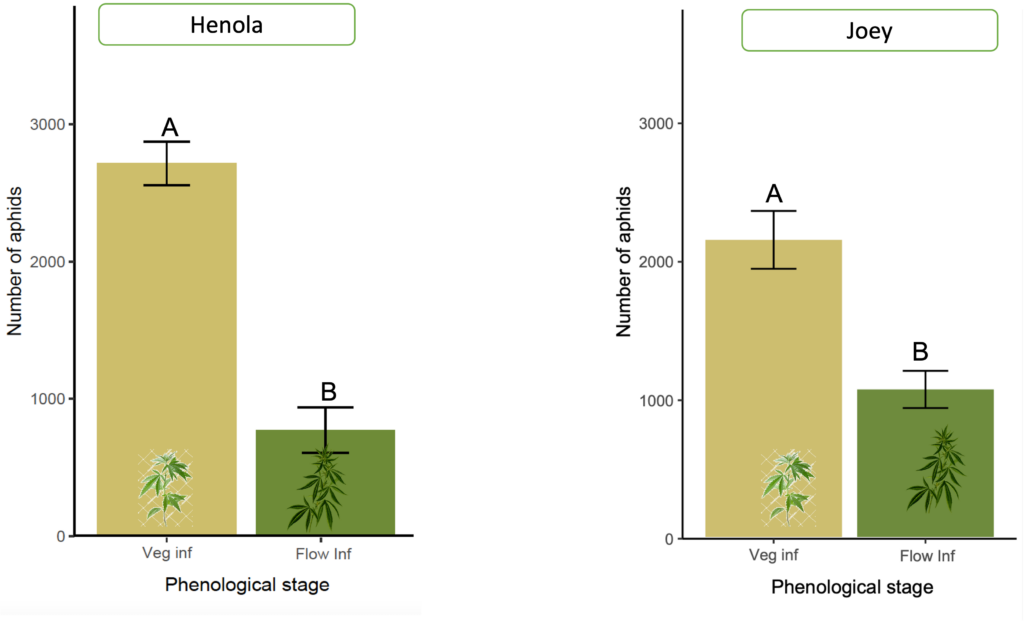 Effect of hemp phenology on aphids