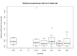 Ethylene production in plants under saline conditions