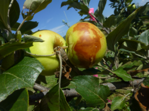 Fruit affected by fire blight.