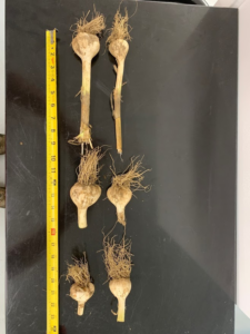 Garlic bulb size and stem lenghts in various samples