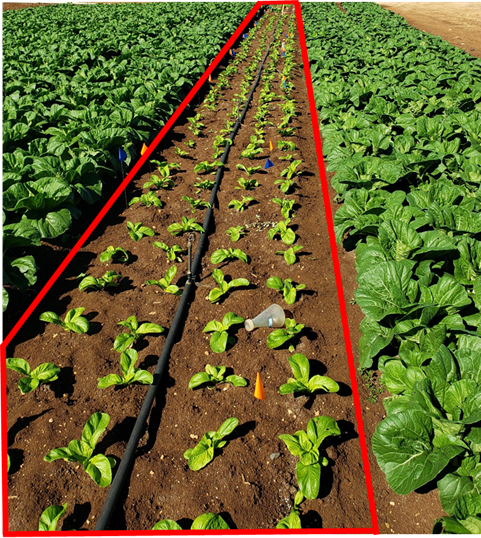Image showing a kai choi field plot with 1-week old plants outlined in bold red.