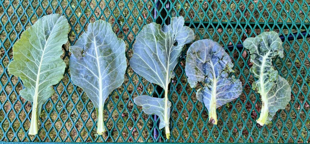 5 collard leaves on a picnic table ranging in swede midge damage from not damaged on the left to severely damaged on the right