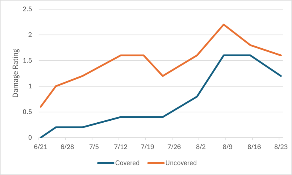 line graph showing damage ratings on covered and uncovered collards plots