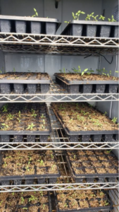 Young eggplant seedlings in black trays on a metal rack. 