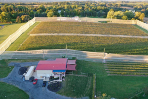 arial view of vineyard
