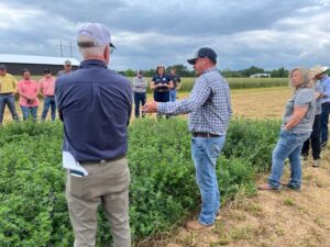 Farmer Growing Alfalfa for haylege 