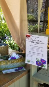 Saffron corms display at farm stand