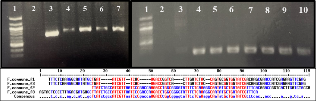 (top) Two PCR gel images top with (left) wells labeled 1 through 7 and (right) wells labeled 1 through 10. Bottom is a sequence alignment of 4 F.commune isolates with a suggested consensus sequence on the bottom most row and a scale of 1 to 119 bp.